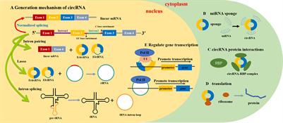 Circular RNA PRKCI (hsa_circ_0067934): a potential target in the pathogenesis of human malignancies
